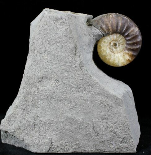 Promicroceras Ammonite - Lyme Regis #23244